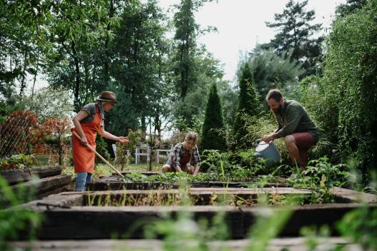 Three people gardening