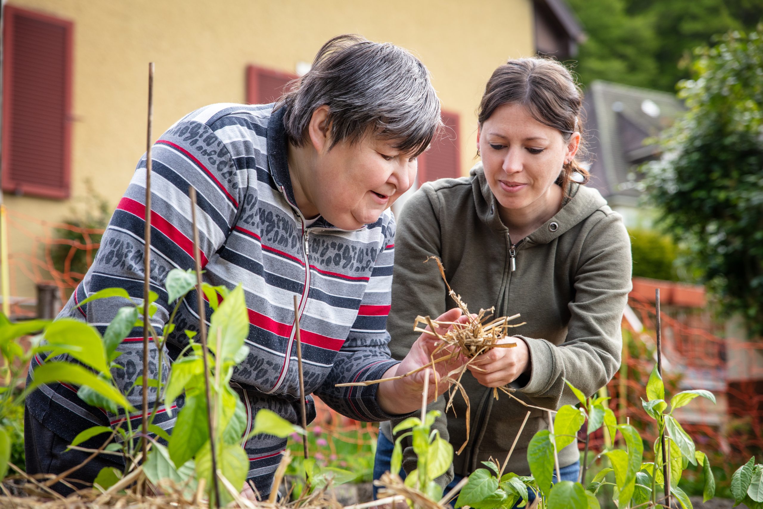 a caregiver explains to a mentally handicapped woman how to mulch with straw in a raised bed full of bell pepper plants